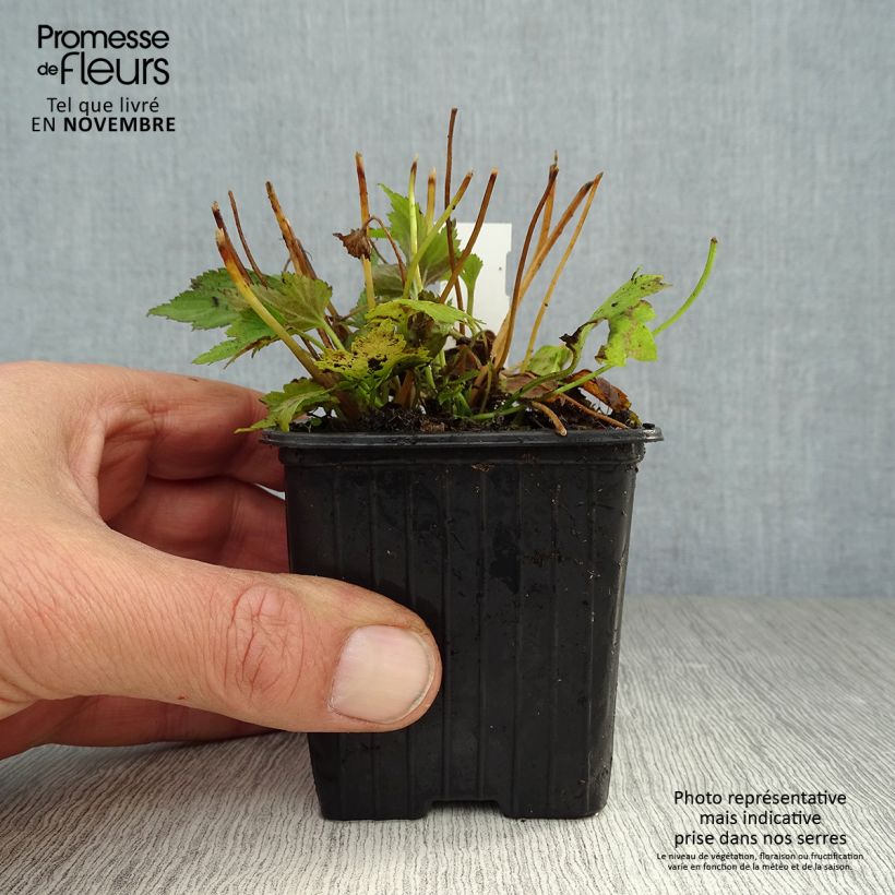 Esemplare di Anemone hupehensis Prinz Heinrich - Anemone giapponese Vasetto da 8/9 cm come consegnato in autunno