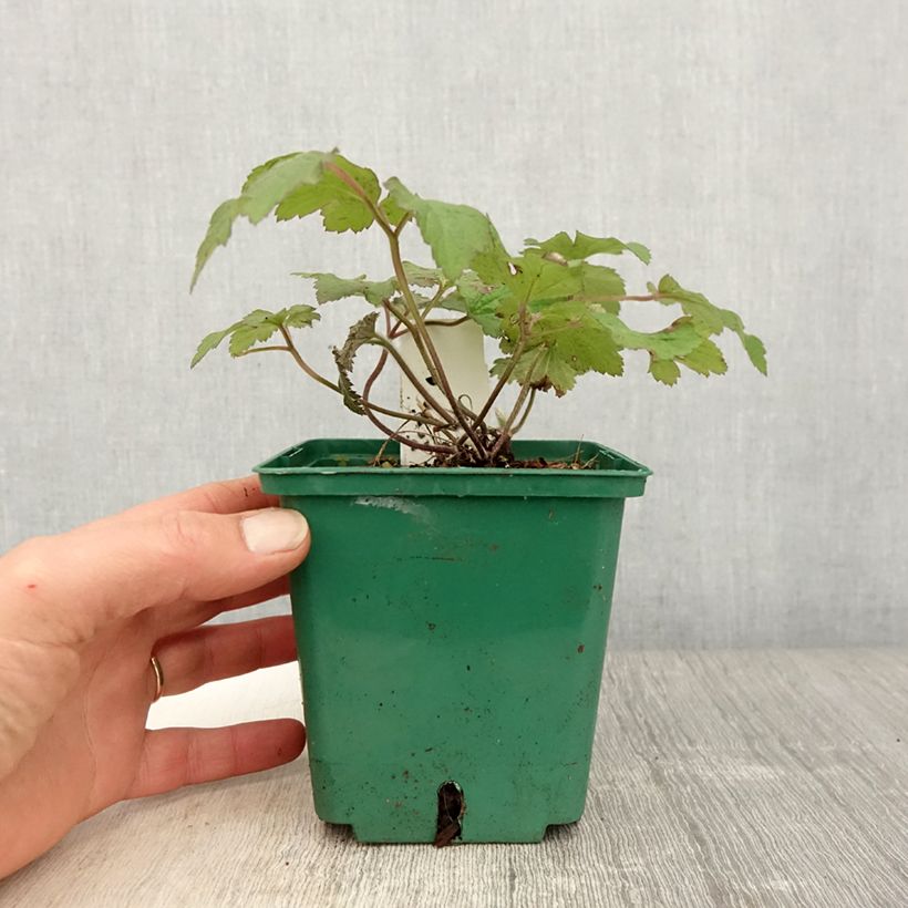 Anemone tomentosa Robustissima Vaso da 1,5L/2L esemplare consegnato in primavera