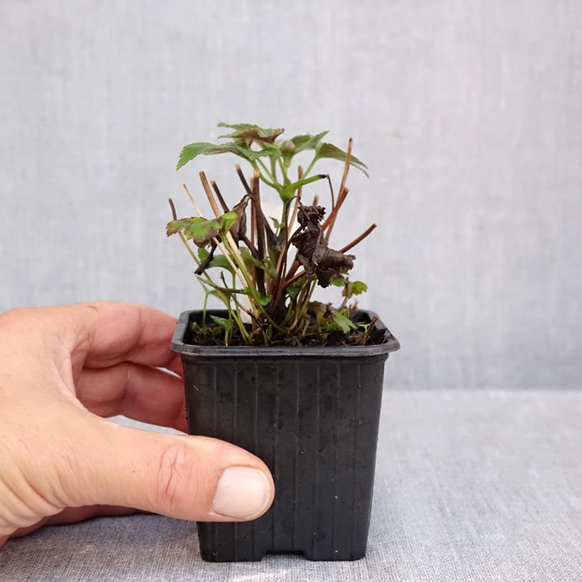 Esemplare di Anemone Rubra Plena - Anemone giapponese Vasetto da 8/9 cm come consegnato in autunno