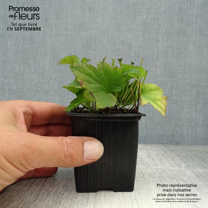 Esemplare di Anemone hupehensis Praecox - Anemone giapponese Vasetto da 8/9 cm come consegnato in autunno