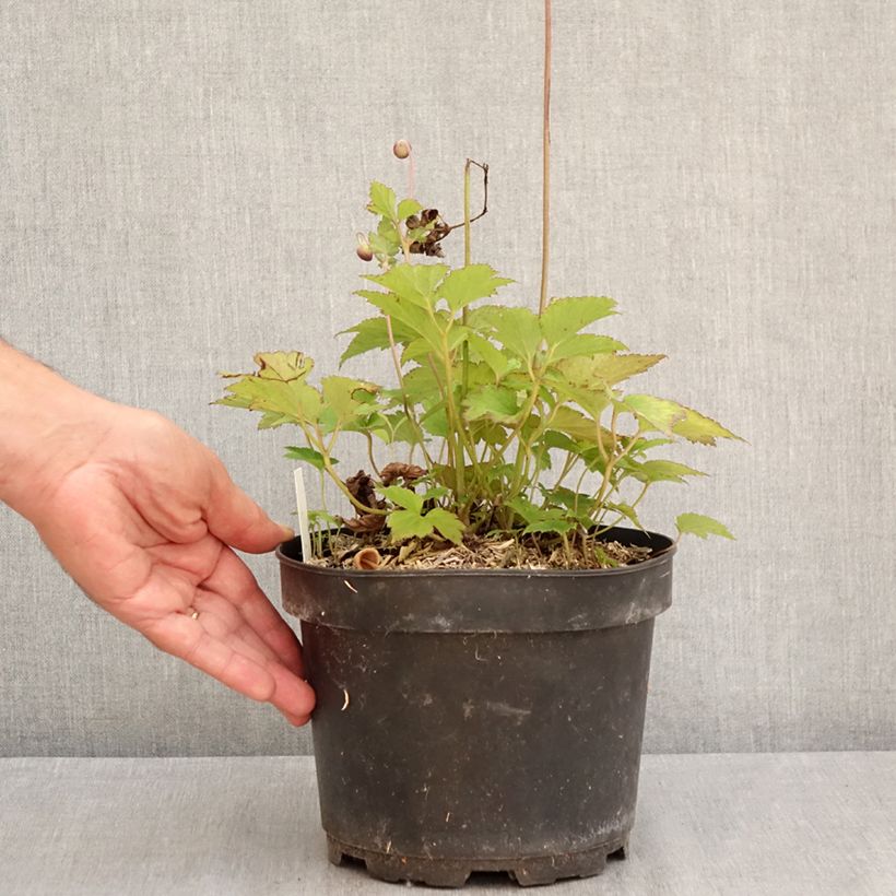 Esemplare di Anemone hupehensis Praecox - Anemone giapponese Vaso da 2L/3L consegnato in estate