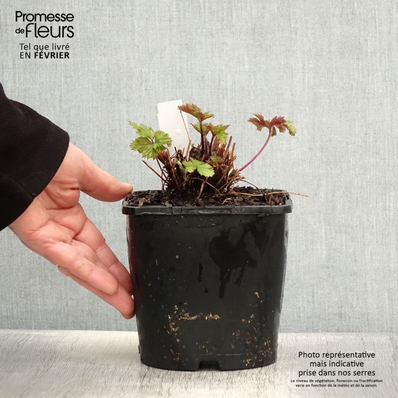 Anemone Elfin Swan - Anemone giapponese Vaso da 2L/3L esemplare consegnato in inverno