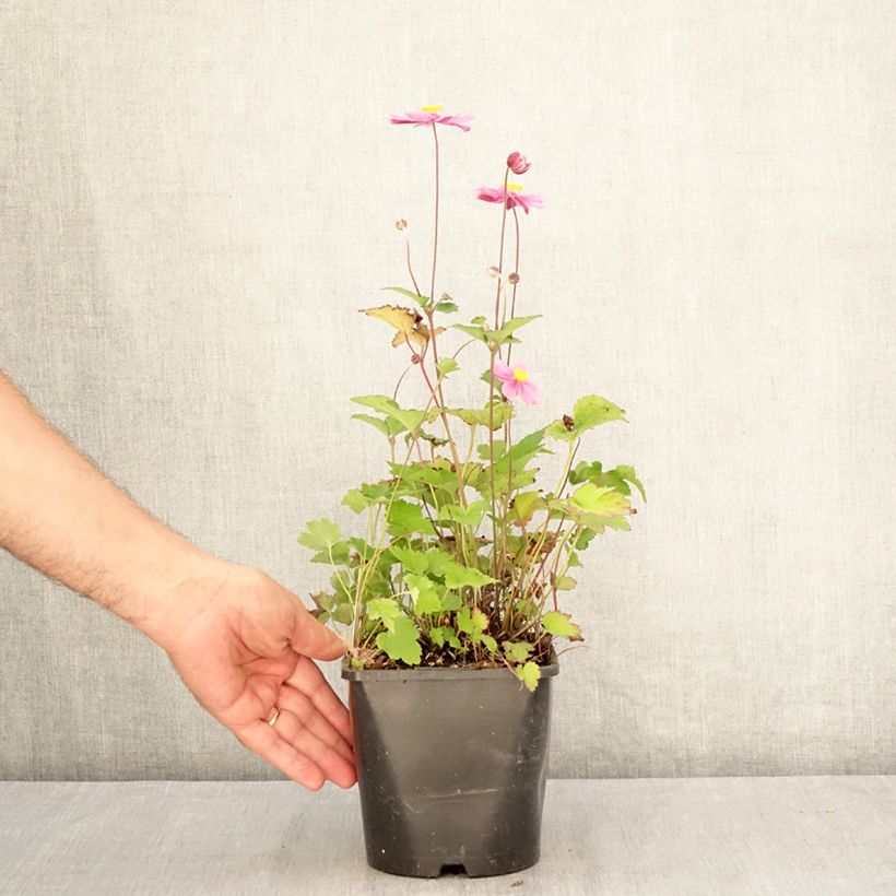Esemplare di Anemone Royal Blush - Anemone giapponese Vaso da 1,5L/2L consegnato in estate