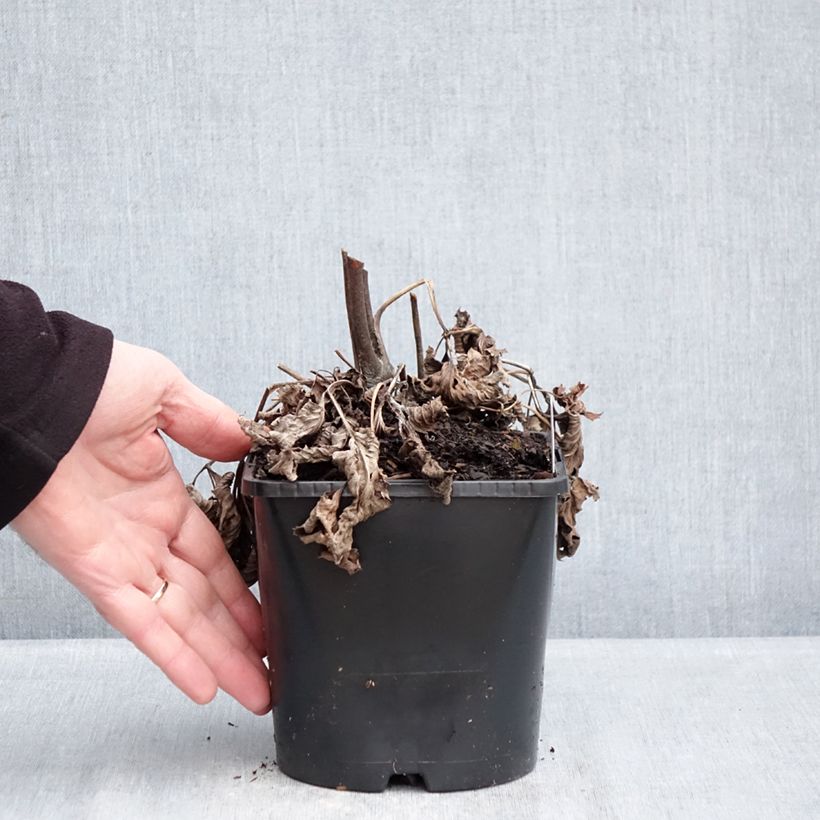 Anemone Royal Blush - Anemone giapponese Vaso da 1,5L/2L esemplare consegnato in inverno