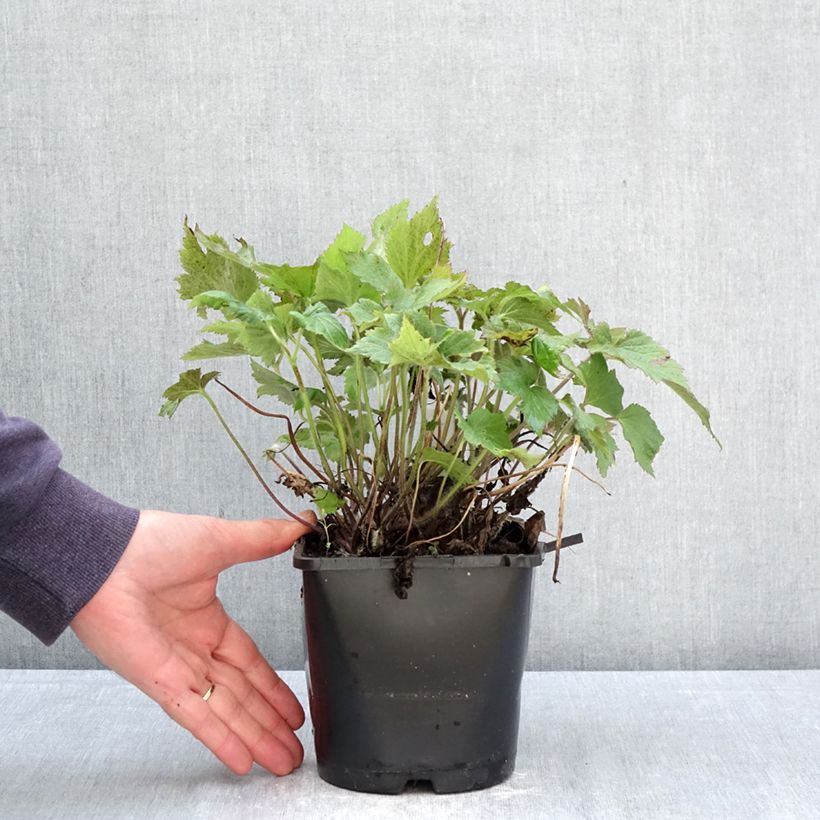 Anemone Royal Blush - Anemone giapponese Vaso da 1,5L/2L esemplare consegnato in primavera