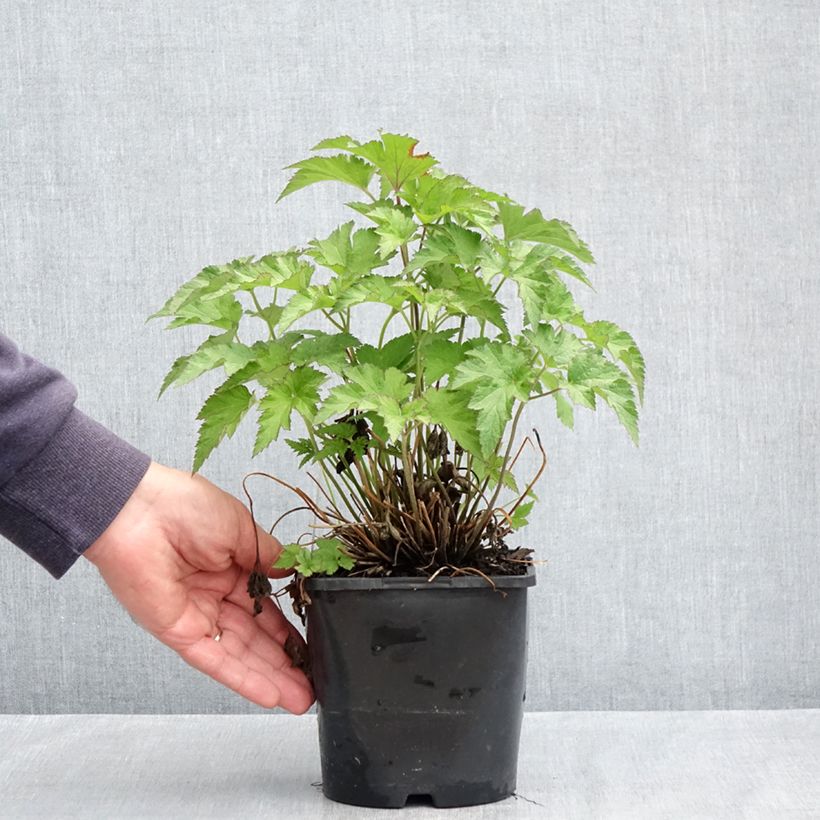 Anemone Royal Pink - Anemone giapponese Vaso da 1,5L/2L esemplare consegnato in primavera