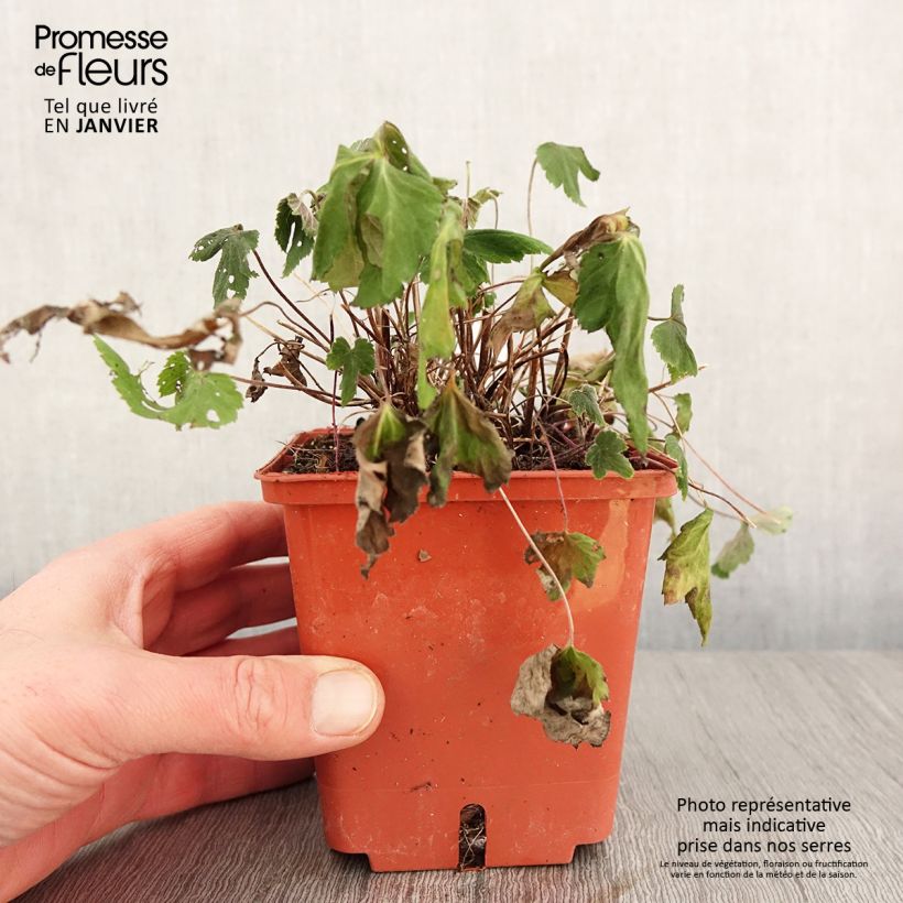 Anemone hupehensis Snow Angels - Anemone giapponese Vaso da 1L/1,5L esemplare consegnato in inverno