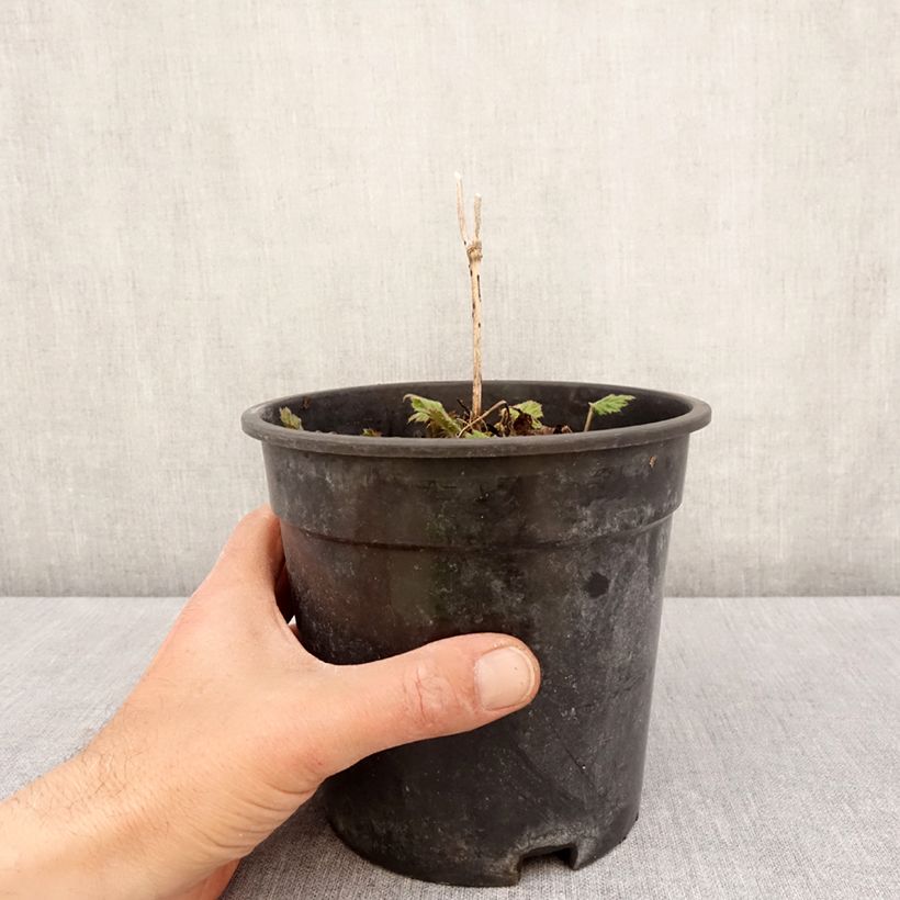 Anemone Andrea Atkinson - Anemone giapponese Vaso da 2L/3L esemplare consegnato in primavera