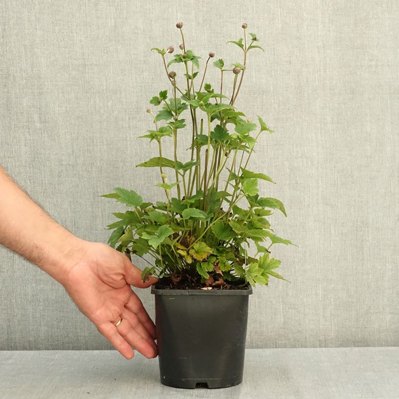 Esemplare di Anemone Margarete - Anemone giapponese Vaso da 2L/3L consegnato in estate