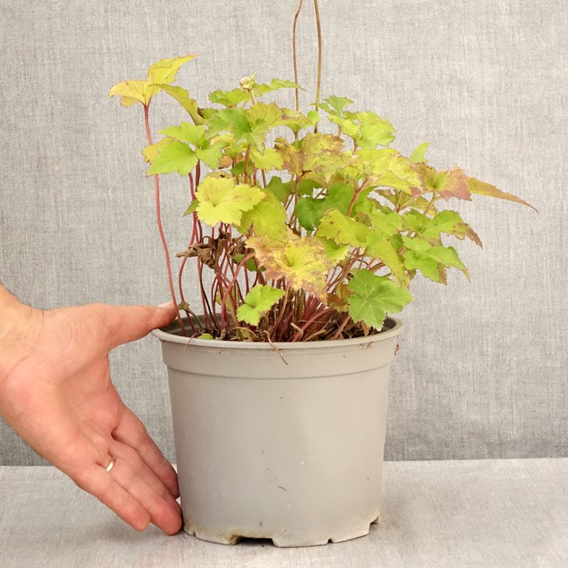 Esemplare di Anemone Mont Rose - Anemone giapponese Vaso da 3L/4L consegnato in estate