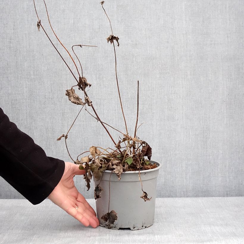 Anemone Mont Rose - Anemone giapponese Vaso da 3L/4L esemplare consegnato in inverno