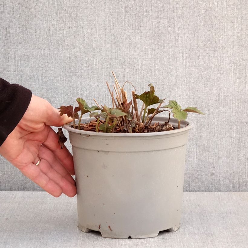 Anemone Mont Rose - Anemone giapponese Vaso da 3L/4L esemplare consegnato in primavera