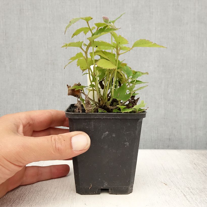 Esemplare di Anemone Pretty Lady Susan - Anemone giapponese Vasetto da 8/9 cm consegnato in estate