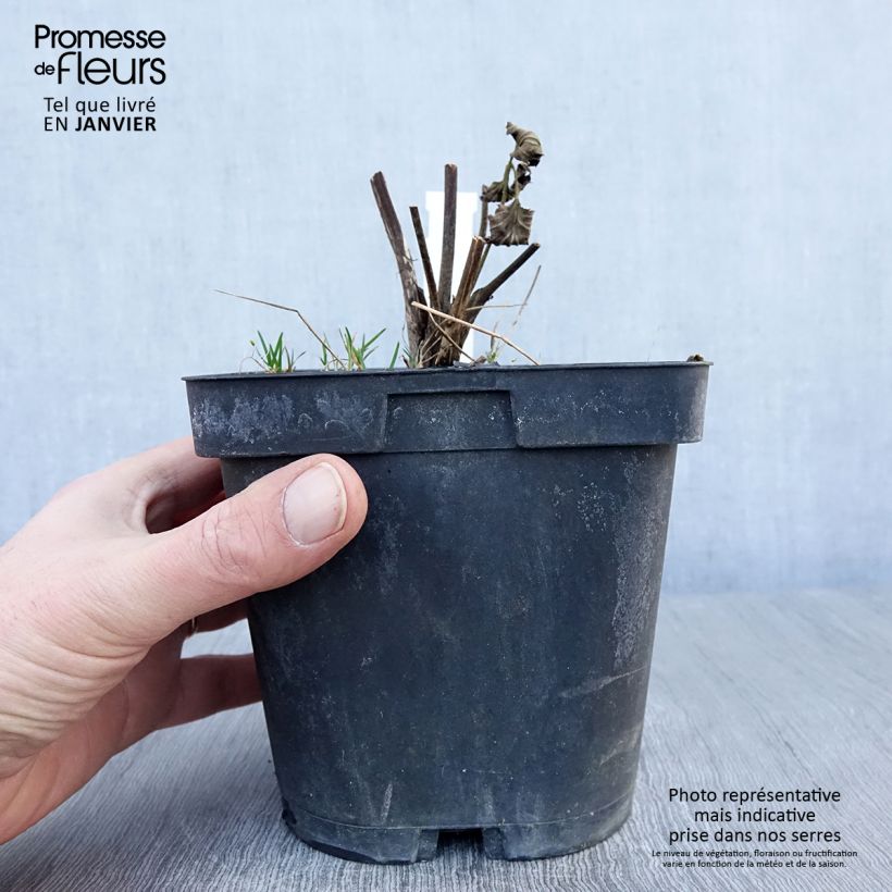 Anemone Königin Charlotte - Anemone giapponese Vaso da 2L/3L esemplare consegnato in inverno