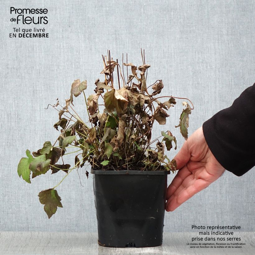 Esemplare di Anemone hupehensis Splendens - Anemone giapponese Vaso da 2L/3L come consegnato in autunno