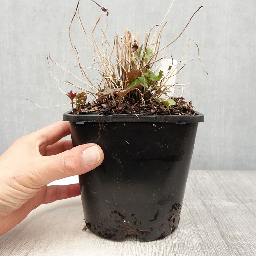 Anemone hupehensis Splendens - Anemone giapponese Vaso da 2L/3L esemplare consegnato in primavera