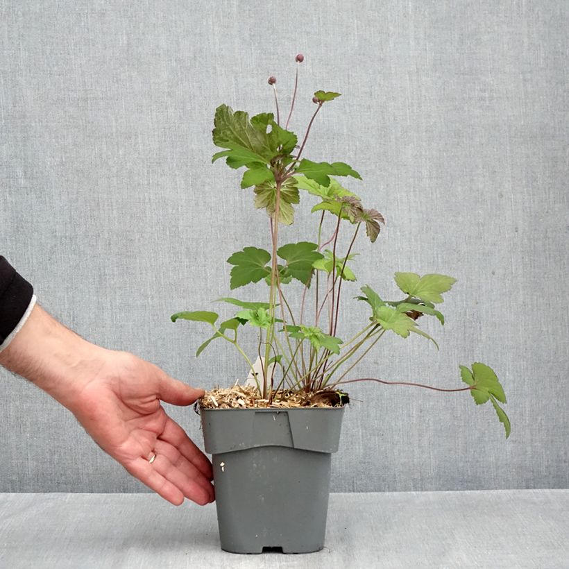 Esemplare di Anemone Serenade - Anemone giapponese Vaso da 2L/3L come consegnato in autunno