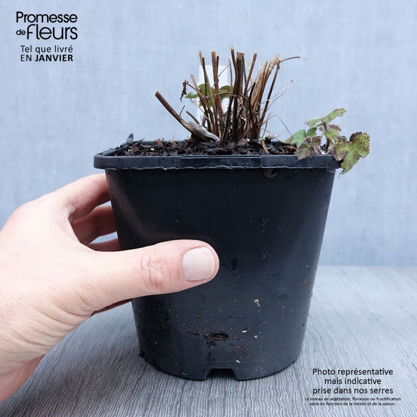 Anemone Serenade - Anemone giapponese Vaso da 2L/3L esemplare consegnato in inverno