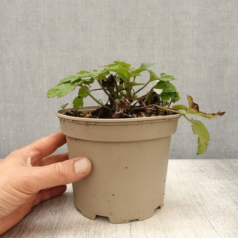 Anemone Whirlwind - Anemone giapponese Vaso da 1,5L/2L esemplare consegnato in primavera