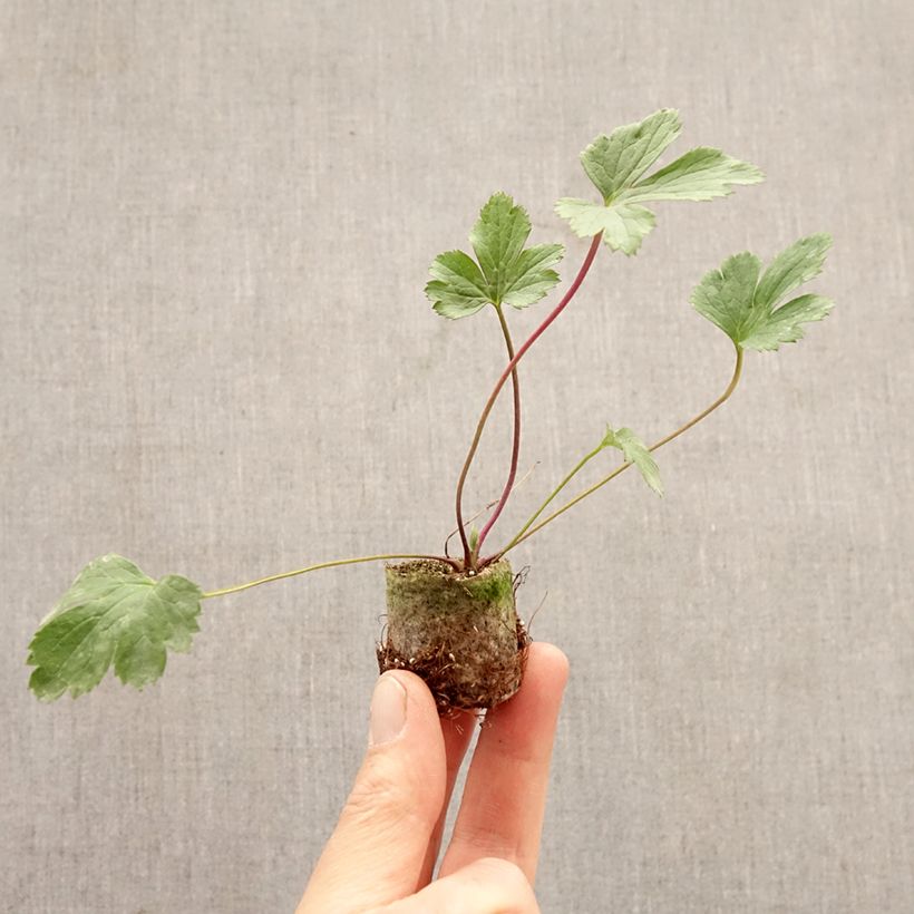 Anemone Wild Swan - Anemone giapponese mini zolla... esemplare consegnato in primavera