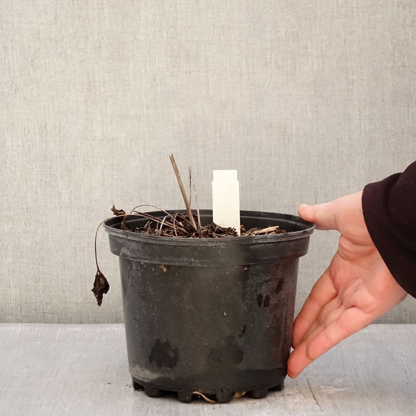 Anemone leveillei Vaso da 2L/3L esemplare consegnato in inverno