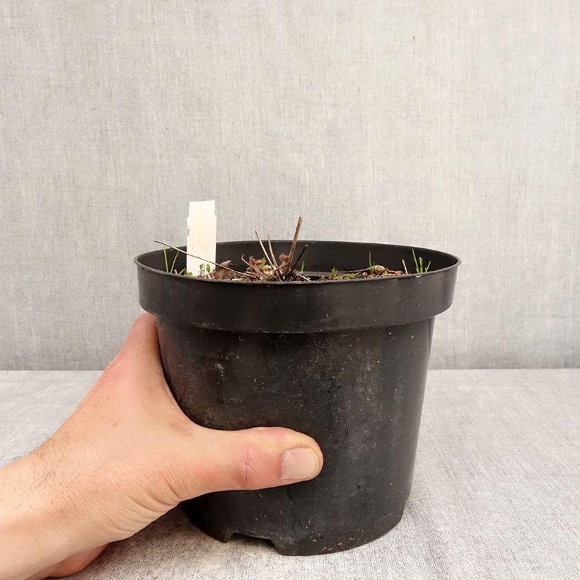 Anemone leveillei Vaso da 2L/3L esemplare consegnato in primavera