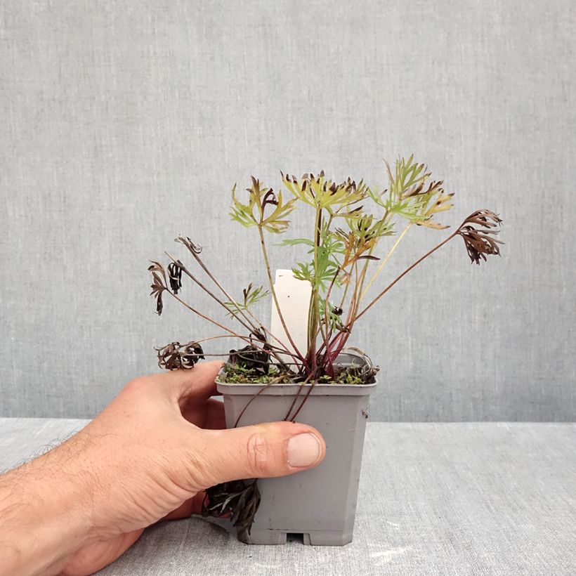 Esemplare di Anemone multifida Rosea Vasetto da 8/9 cm come consegnato in autunno