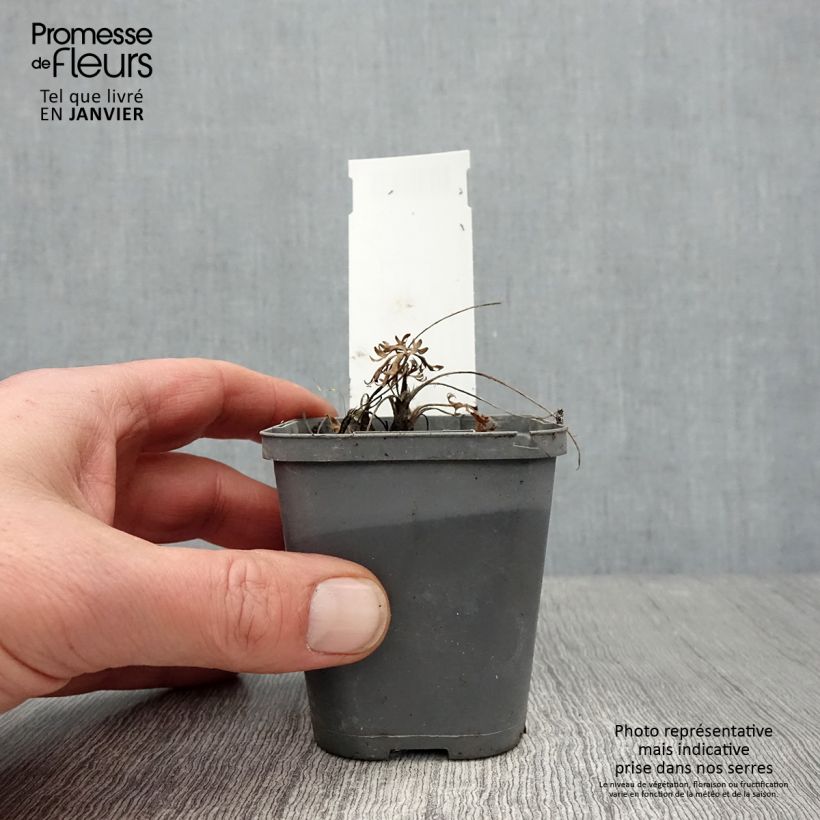 Anemone multifida Rubra Vasetto da 8/9 cm esemplare consegnato in inverno