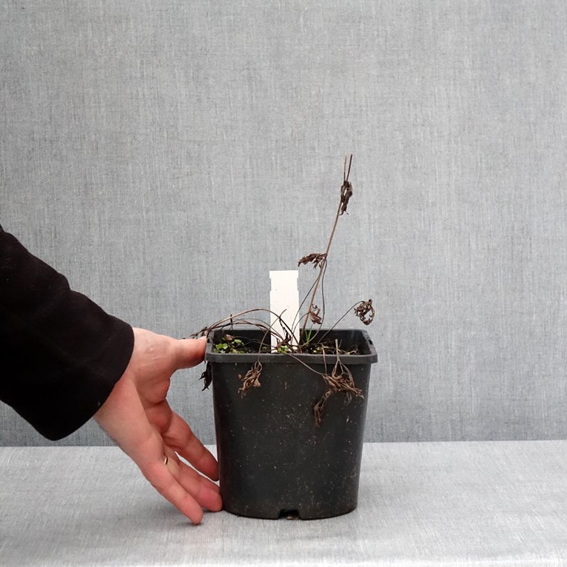 Anemone multifida Rubra Vaso da 2L/3L esemplare consegnato in inverno