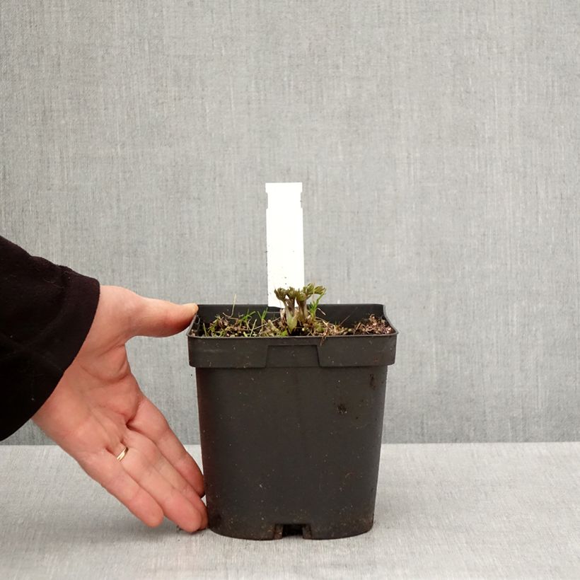 Anemone multifida Rubra Vaso da 2L/3L esemplare consegnato in primavera