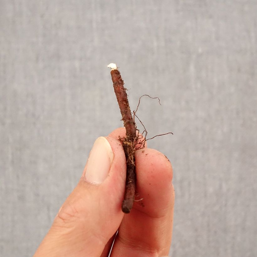 Esemplare di Anemone nemorosa Bulbo taglia I come consegnato in autunno