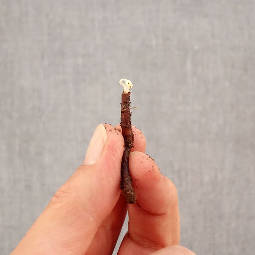 Esemplare di Anemone nemorosa Blue Eyes Bulbo taglia I come consegnato in autunno