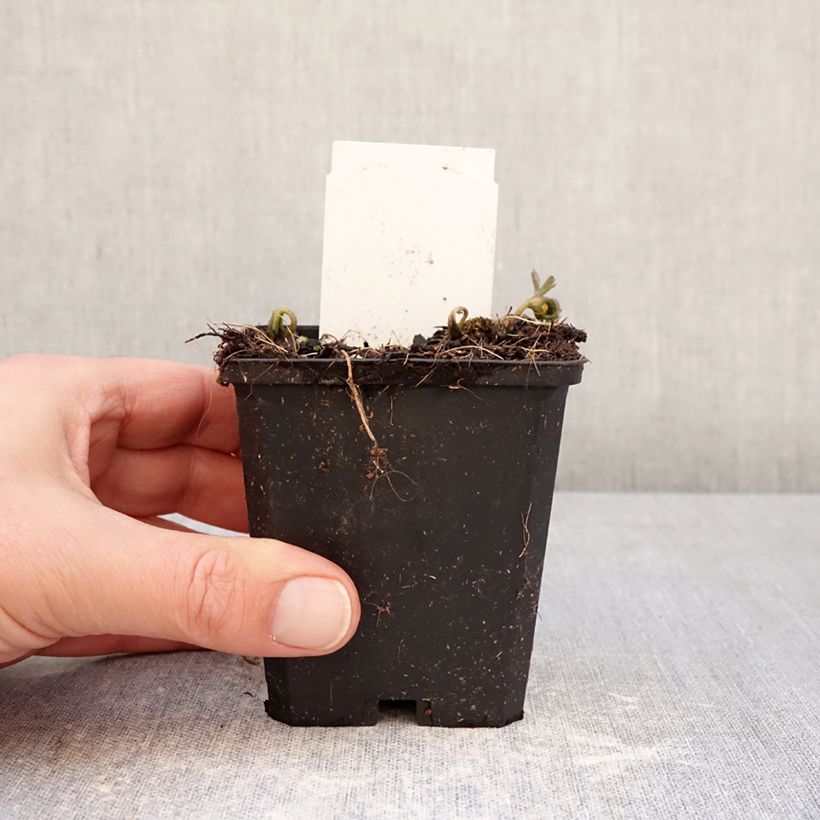 Anemone nemorosa Blue Eyes Vasetto da 8/9 cm taglia I esemplare consegnato in inverno