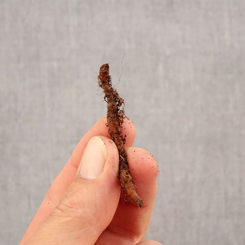 Esemplare di Anemone nemorosa Green Fingers Bulbo taglia I come consegnato in autunno