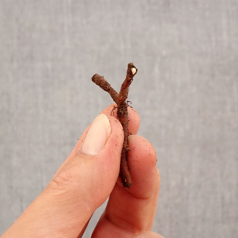 Esemplare di Anemone nemorosa Lucia Bulbo taglia I come consegnato in autunno