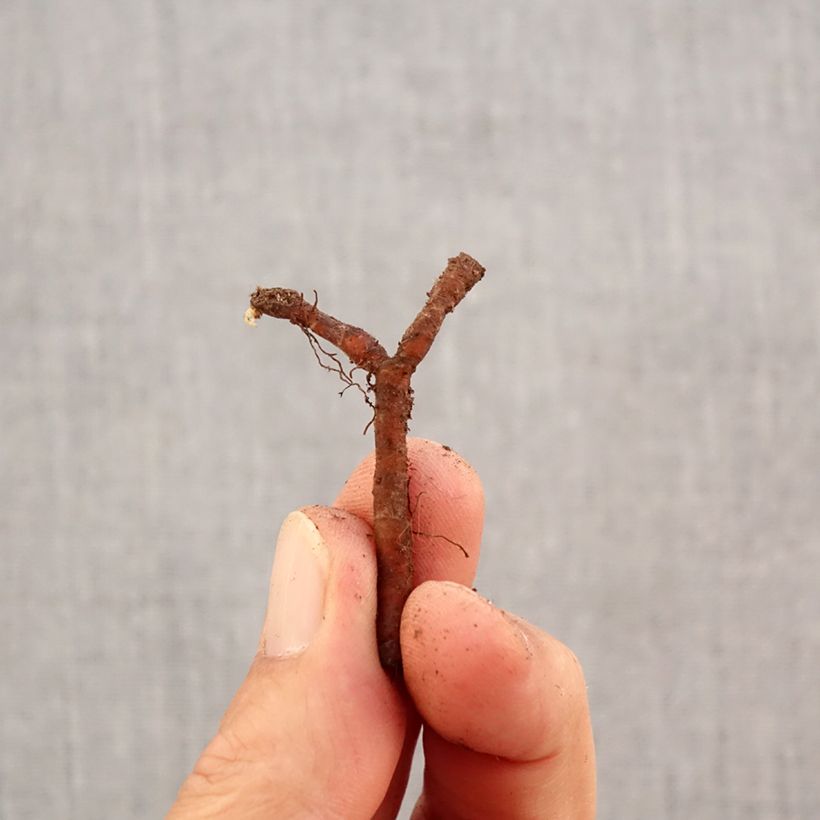 Esemplare di Anemone nemorosa Robinsoniana Bulbo taglia I come consegnato in autunno