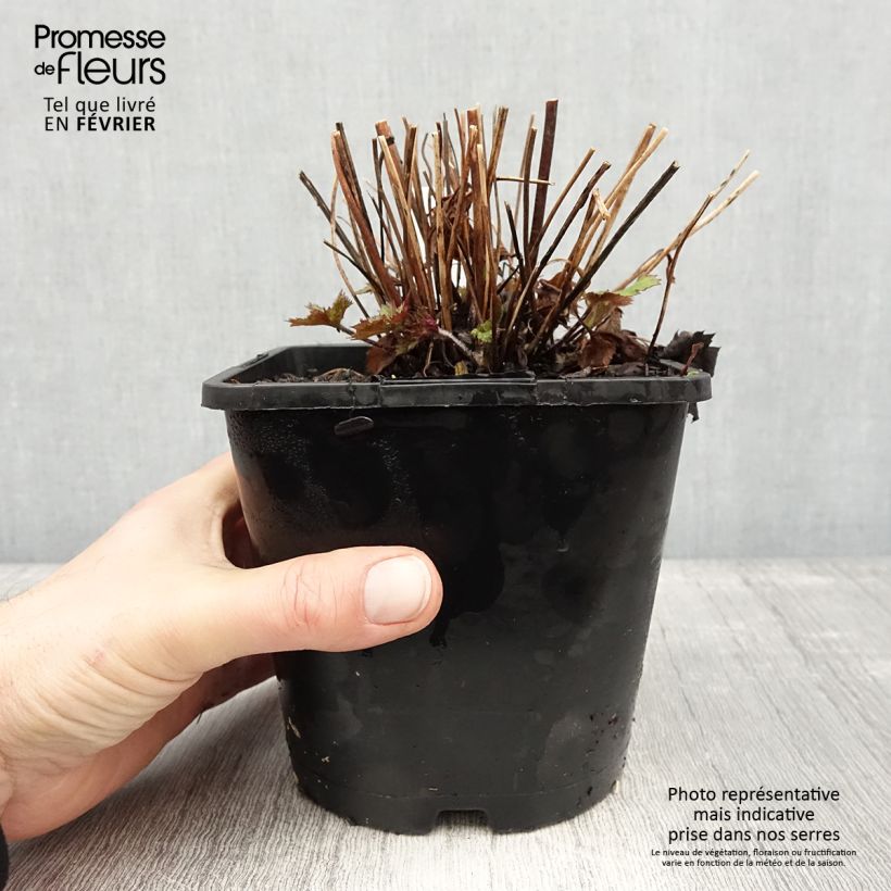 Anemone Ruffled Swan - Anemone giapponese Vaso da 2L/3L esemplare consegnato in inverno