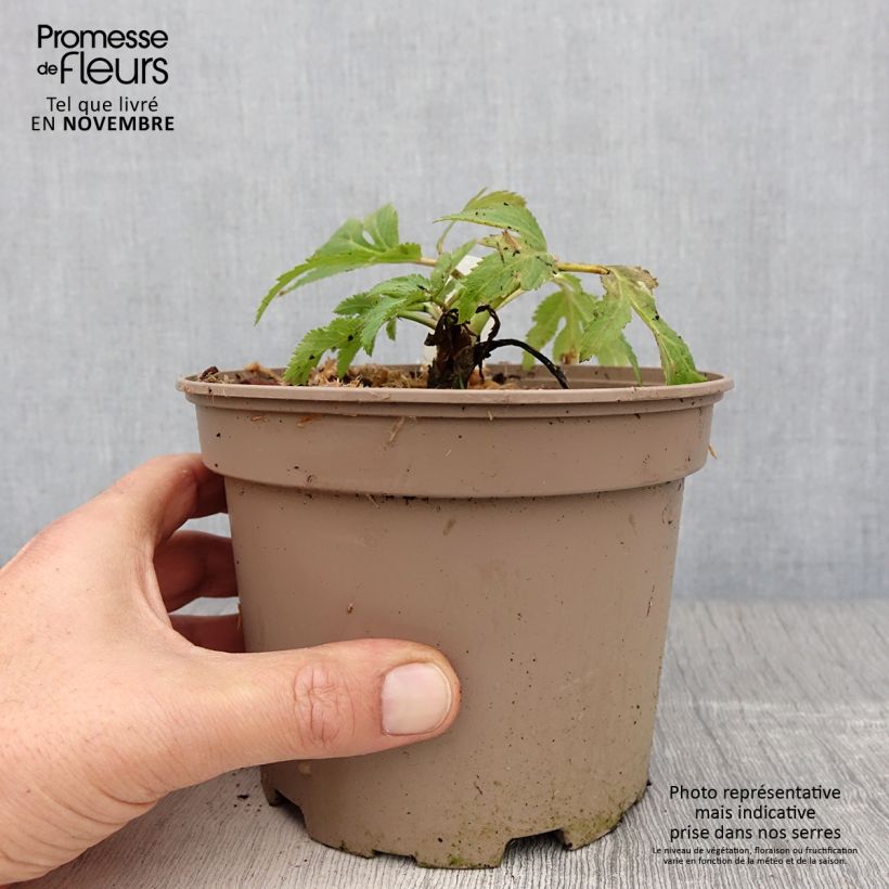 Esemplare di Angelica gigas Vaso da 2L/3L come consegnato in autunno