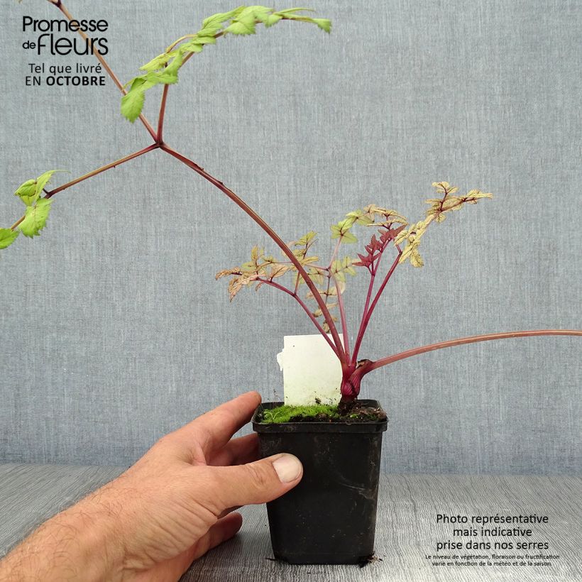 Esemplare di Angelica sylvestris Vicar's Mead - Angelica selvatica Vasetto da 8/9 cm come consegnato in autunno