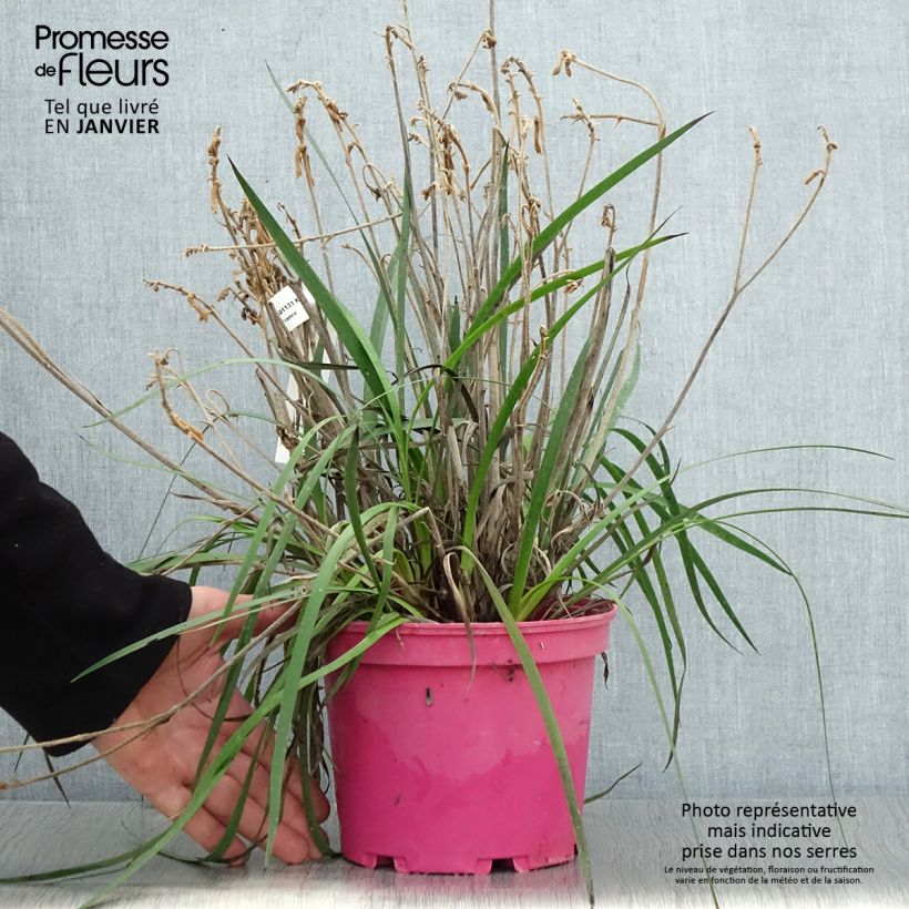 Anigozanthos flavidus Bush Pearl - Zampe di canguro Vaso da 2L/3L esemplare consegnato in inverno