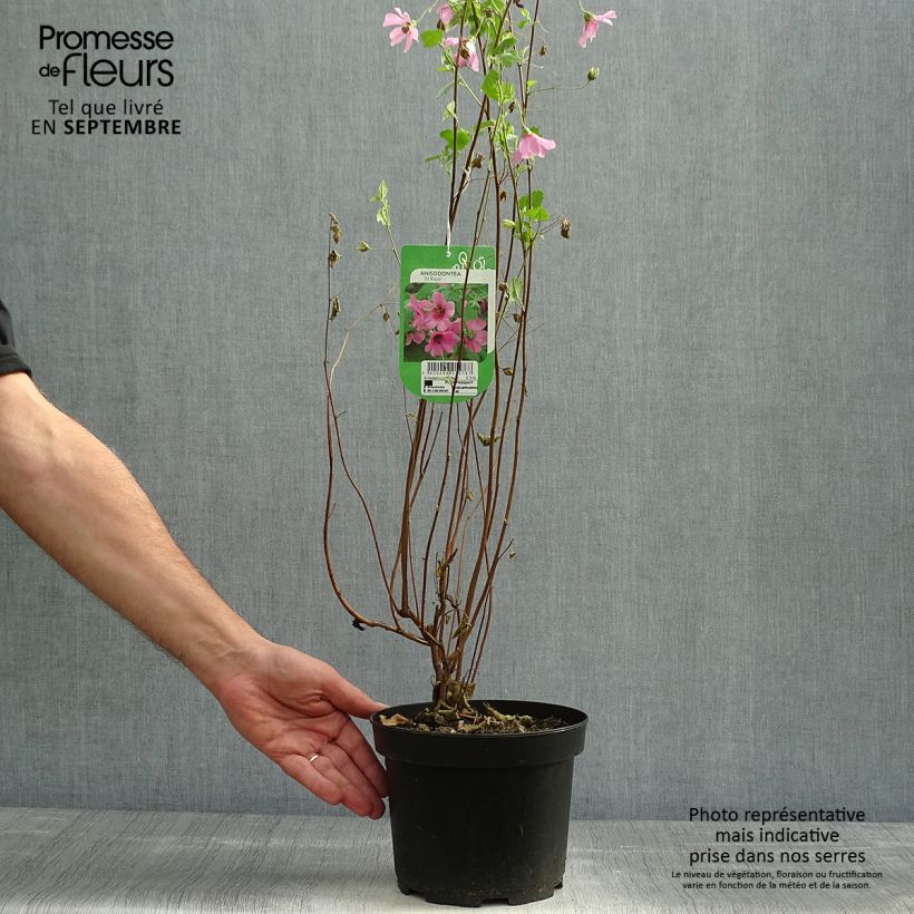 Esemplare di Anisodontea capensis El Rayo - Malva del Capo Vaso da 1,5L/2L come consegnato in autunno