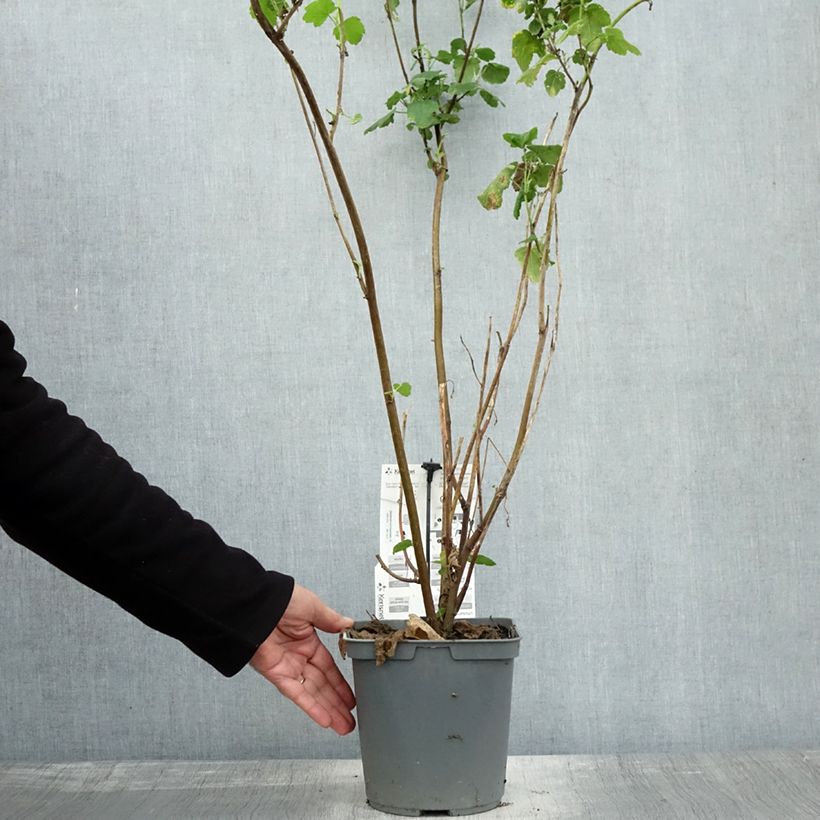 Esemplare di Anisodontea capensis El Rayo - Malva del Capo Vaso da 4L/5L come consegnato in autunno