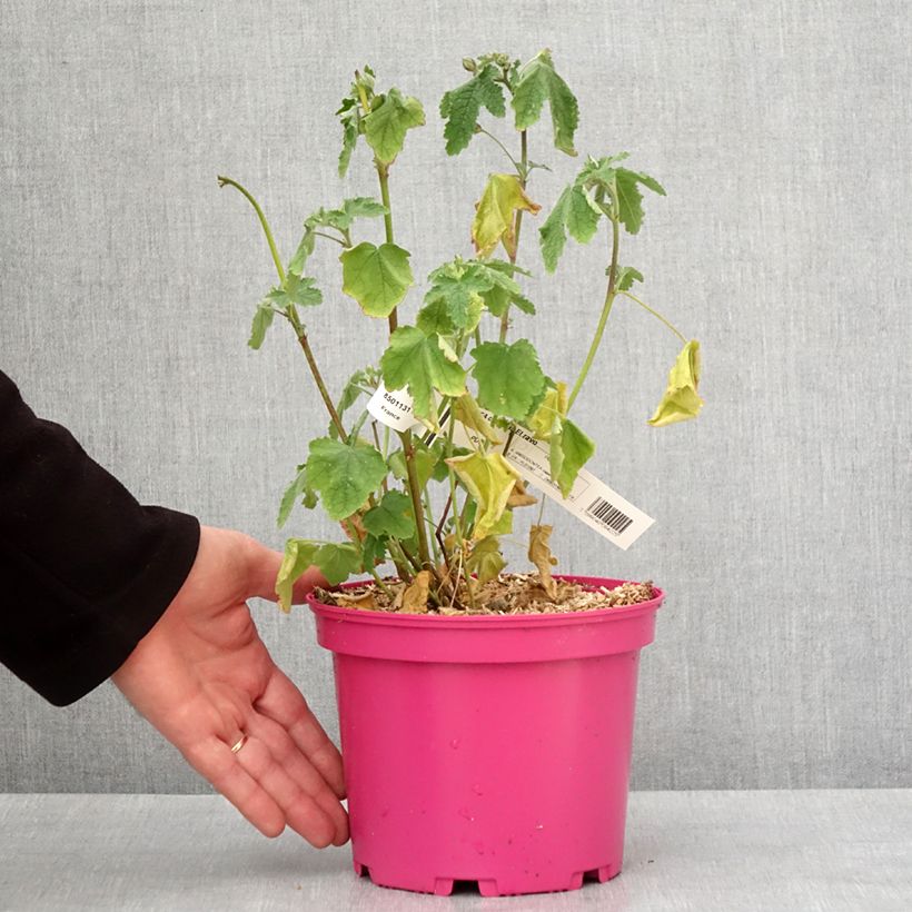 Anisodontea capensis El Rayo - Malva del Capo Vaso da 4L/5L esemplare consegnato in inverno