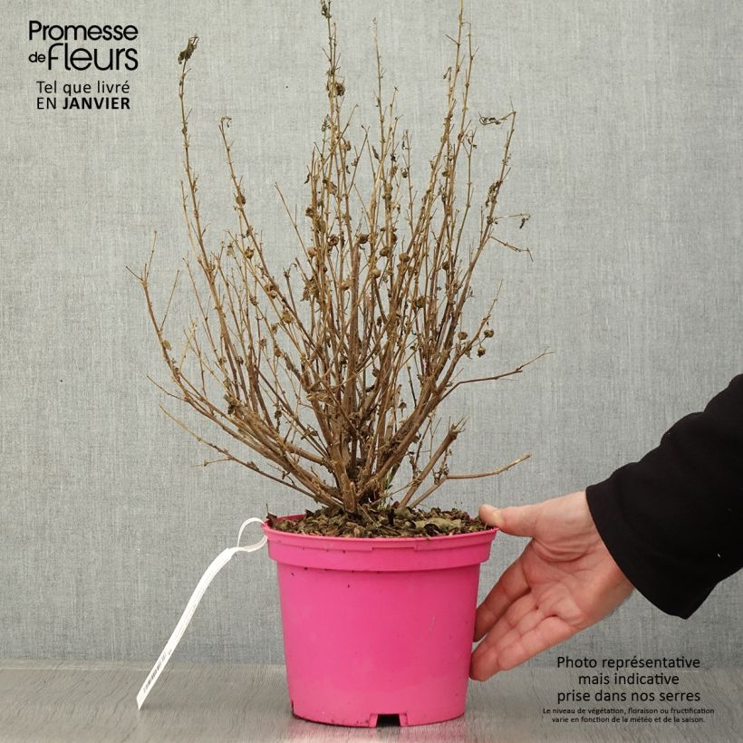 Anisodontea Lady in Pink - Malva del Capo Vaso da 3L/4L esemplare consegnato in inverno