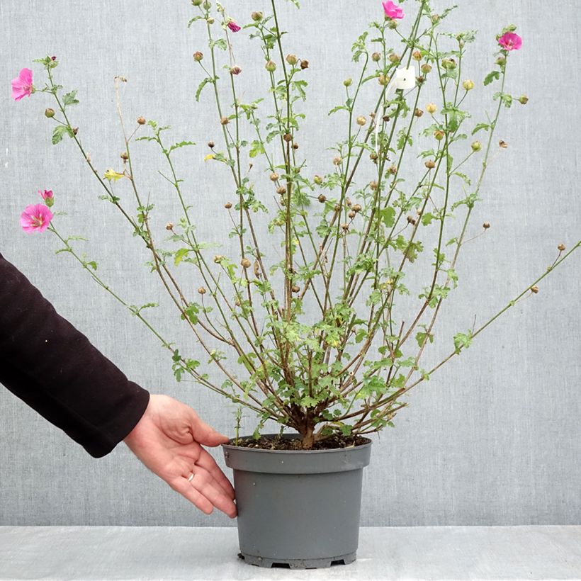 Esemplare di Anisodontea scabrosa Large Red - Malva del Capo Vaso da 3L/4L come consegnato in autunno