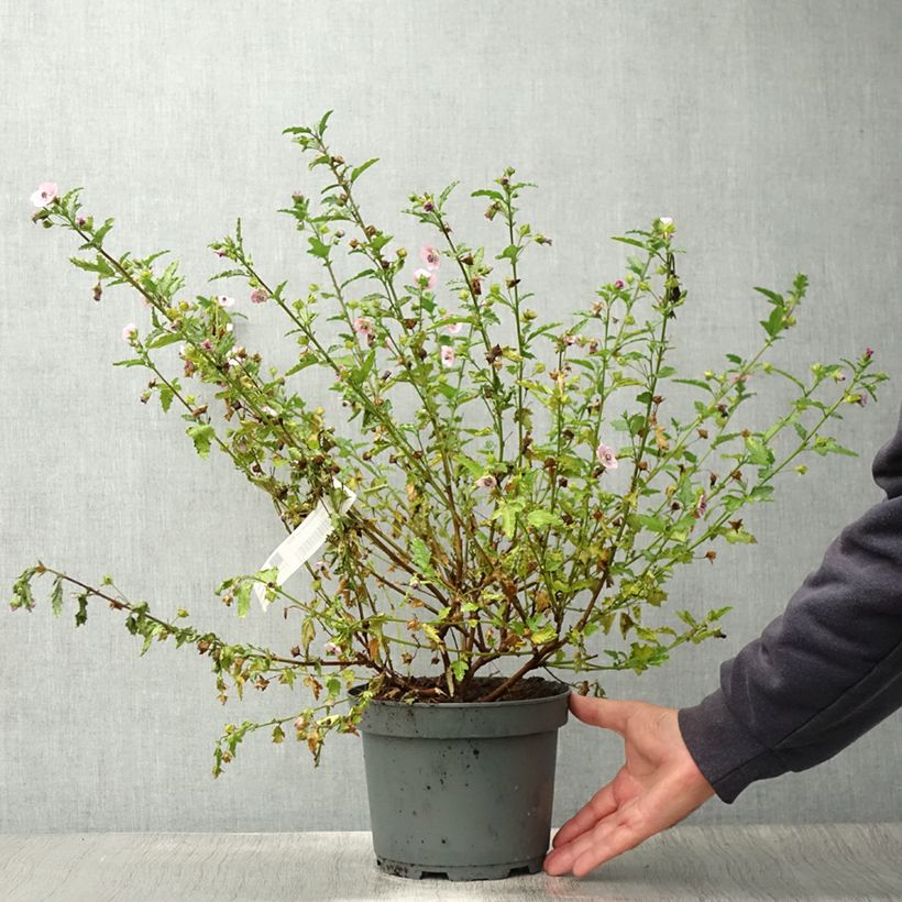 Esemplare di Anisodontea scabrosa Miss Pinky - Malva del Capo Vaso da 3L/4L consegnato in estate
