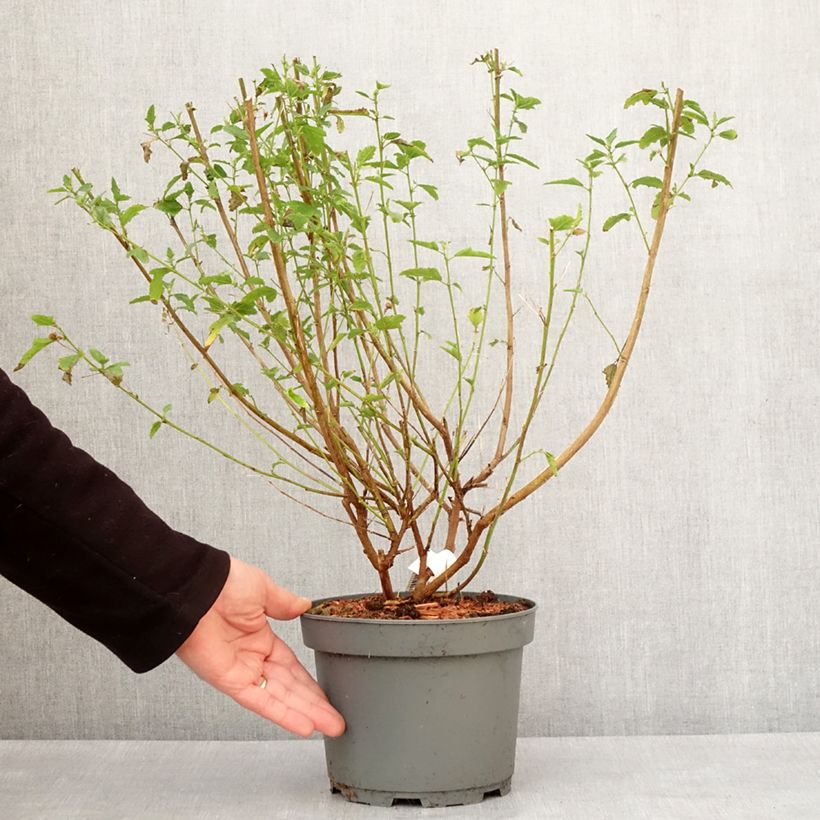 Anisodontea scabrosa Miss Pinky - Malva del Capo Vaso da 3L/4L esemplare consegnato in inverno