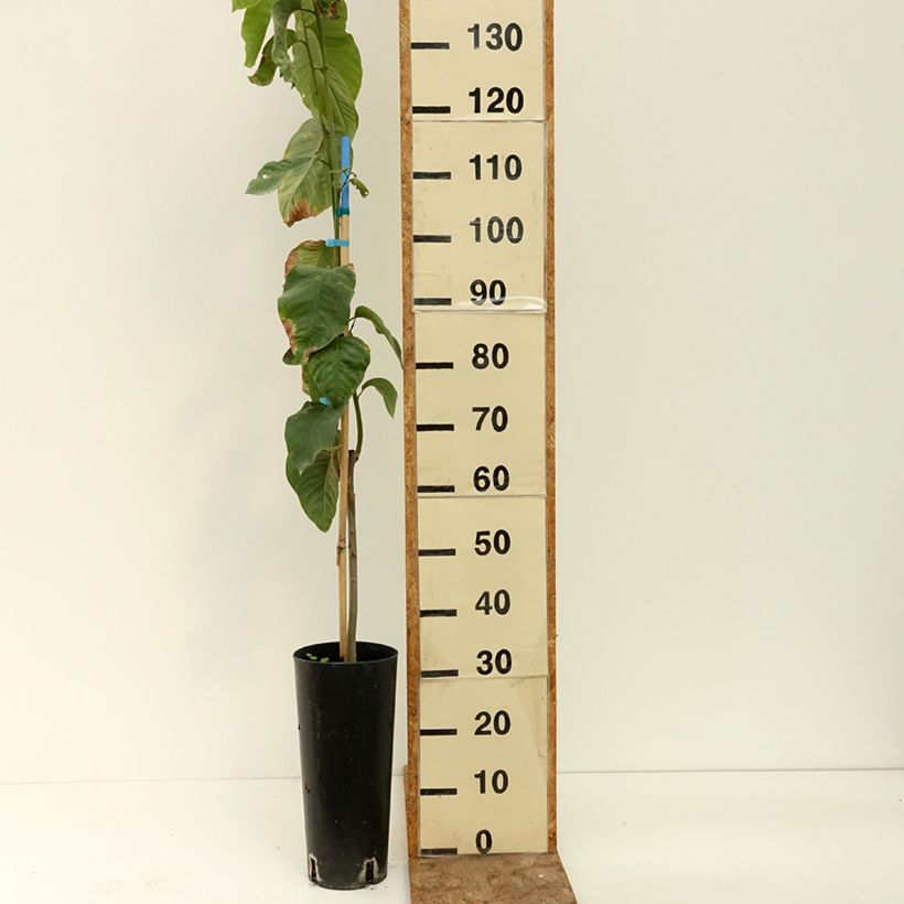 Esemplare di Annona cherimola Vaso da 6L/7L consegnato in estate