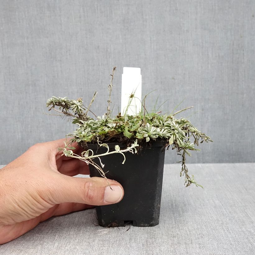 Esemplare di Antennaria dioica var. borealis - Sempiterni di montagna Vasetto da 8/9 cm come consegnato in autunno