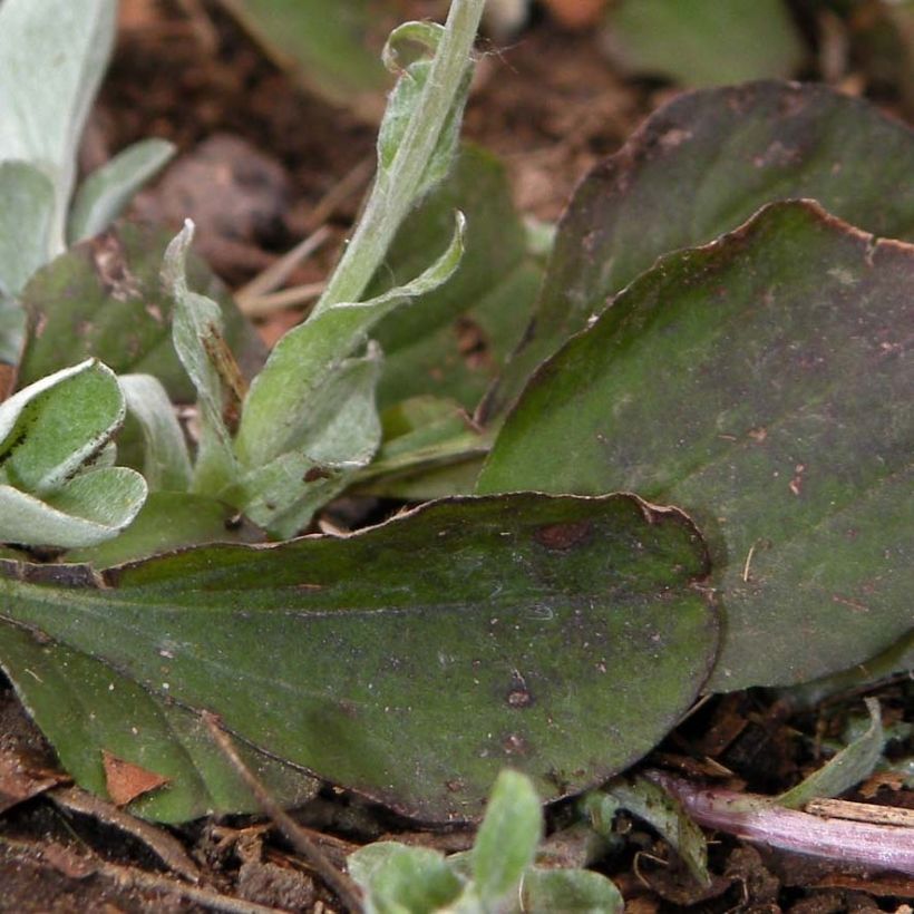 Antennaria plantaginifolia (Fogliame)